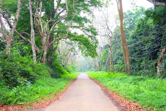 Đi trong ban mai ảnh 1
